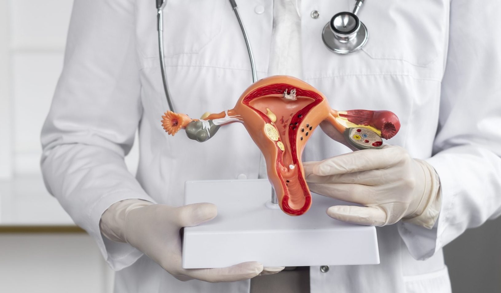 Front-view-doctor-holding-anatomic-model